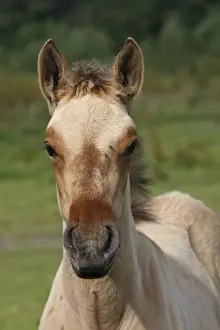 Henson / Somme Horse - foal in field. France. Is a bloodstock French born in the early 1970s on the site Marquenterre. Has been recognised by the French Ministry of Agriculture as a breed since 2003. Now found throughout the Bay of Somme