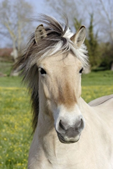 <b class=qtipBold><figcaption>Henson's horse</figcaption></b><br>WAT-10558 Henson's horse Somme - France The Henson's horse is the newest officially recognised French horse breed and was developed in the 70's by cross-breeding Norwegian Fjord ponies with lighter-weight saddle horses such as Thoroughbreds and Anglo-Arabs M. Watson Please note that prints are for personal display purposes only and may not be reproduced in any way.<br><em>© M.Watson / ardea.com</em> Henson's horse