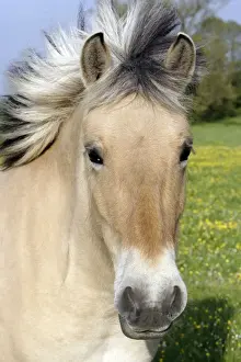 Henson's horse