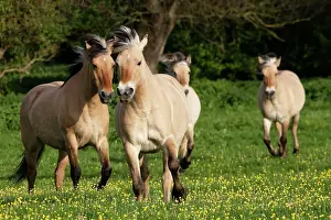 Horse Prints: Henson's horse - Cross x Fjord