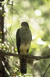 Goshawks Prints: Hensts Goshawk Madagascar