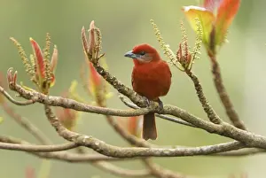 Belize Prints: Hepatic Tanager - male Belize