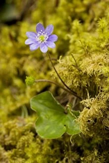 Hepatica - in flower in mossy woodland