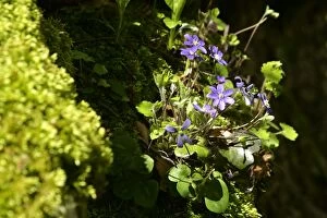 Images Dated 3rd May 2006: Hepatica growing in a niche of a moss-covered rock Abruzzian mountains, Gran Sasso National Park