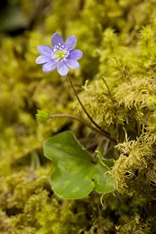 Hepatica Prints: Hepatica (Hepatica triloba) in flower in mossy woodland, France