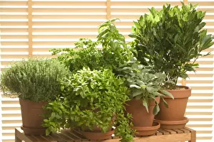 Sage Prints: Herb - being grown in pots, Thyme, Basil, Parsley, Sage, Bay Leaf