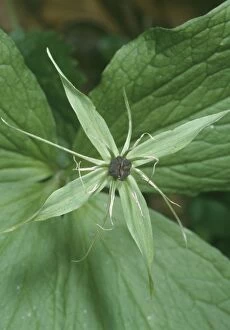 Images Dated 30th December 2005: Herb Paris - Flower close-up