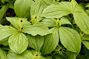 Images Dated 11th May 2007: Herb Paris (Paris quadrifolia) in flower, spring