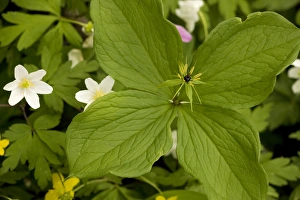 Images Dated 22nd May 2006: Herb Paris (Paris quadrifolia). Rare in UK