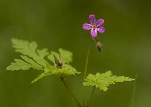 Herb Robert