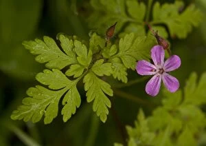 Images Dated 15th May 2005: Herb Robert