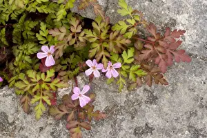 Scented Prints: Herb Robert (Geranium robertianum) growing in a crevice in limestone pavement, Cumbria