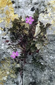 Images Dated 7th November 2006: Herb Robert - growing through Limestone rock. Lathkilldale National Nature Reserve, Derbyshire, UK