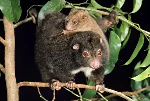Herbert River Ringtail Possum - mother & young North East Queensland, Australia