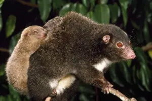 Ring Tailed Prints: Herbert River Ringtail Possum - mother & young northeastern Queensland, Australia