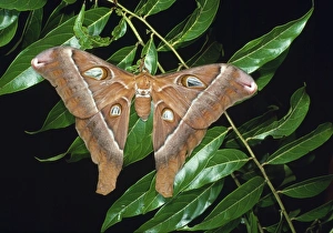 Images Dated 13th September 2007: Hercules / Atlas Moth - female North Queensland, Australia