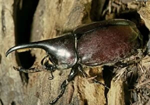 Hercules Beetle (Scarabaeidae)