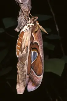 Hercules moth - female newly emerged from cocoon