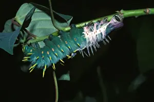 Moulting Prints: Hercules moth - larva casting its skin