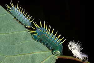 Larva Prints: Hercules moth - larvae and a cast skin