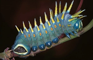 Images Dated 6th July 2006: Hercules moth - mature larva; grows to about 10 cm