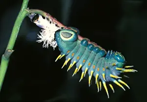 Moulting Prints: Hercules moth - newly moulted larva