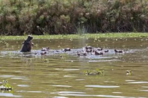 Herd of Hippopotamus - In water