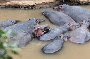 Herd of Hippopotamuses, (Hippopotamus amphibius)