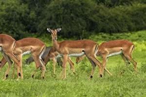 Herd of Impala (Aepyceros melampus melampus)