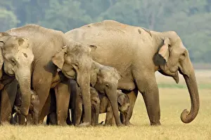 Herd of Indian / Asian Elephants in the grassland - Corbett National Park, India