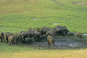 Herd of Indian / Asian Elephants mud-wallowing, Corbett National Park, India