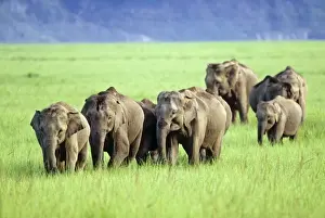 Herd of Indian / Asian Elephants walking through green meadows, Corbett National Park, India