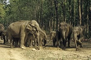 Herd of Indian / Asian Elephants around the water-hole filled with rain water