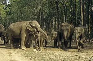 Herd of Indian / Asian Elephants around the water-hole filled with rain water, Corbett National Park, India