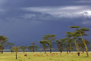 Herd of male Impala, Aepyceros melampus