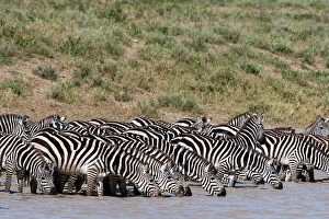Migration Collection: A herd of plains zebras, Equus quagga, drinking at Hidden Valley lake, Ndutu