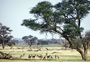 Camelthorn Prints: Herd of springbok resting in shade of camelthorn