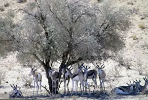 Herd of springbok resting in shade at midday. Wide habitat tolerance, inhabiting savanna to desert. Kgalagadi Transfrontier Park, Northern Cape, South Africa