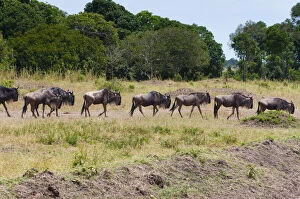 Herd of wildebeest (Connochaetes taurinus)