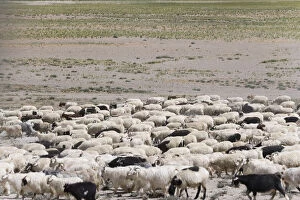 Images Dated 16th May 2011: Herding sheep in the Himalayas, Taglangla