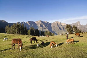 Herds grazing near the village of Amiwalka