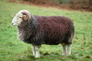 Agricultural Collection: Herdwick Sheep - ram