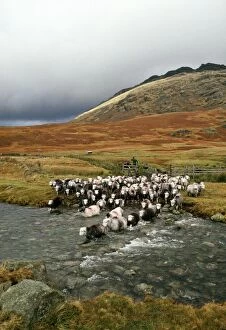 Flocks Collection: Herdwick Sheep and Shepherd