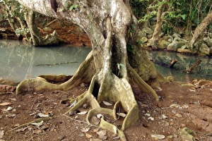 Images Dated 5th August 2004: Heritiera littoralis. Mayotte