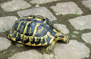 Amphibians And Reptiles Gallery: Hermann's Tortoise