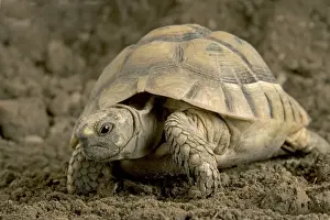 Hermann's Tortoise