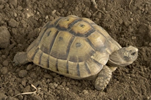 Images Dated 19th August 2005: Hermann's Tortoise