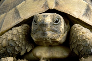 Images Dated 19th August 2005: Hermann's Tortoise