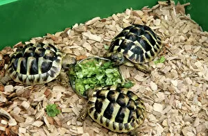 Amphibians And Reptiles Gallery: Hermann's Tortoise - feeding on lettuce