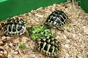 From Above Gallery: Hermann's Tortoise - feeding on lettuce